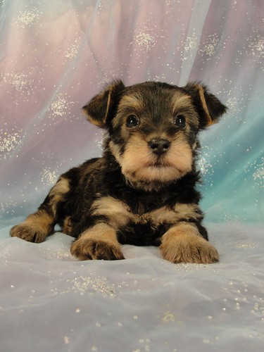 Male Snorkie Puppy for sale #10 Born February 15, 2012